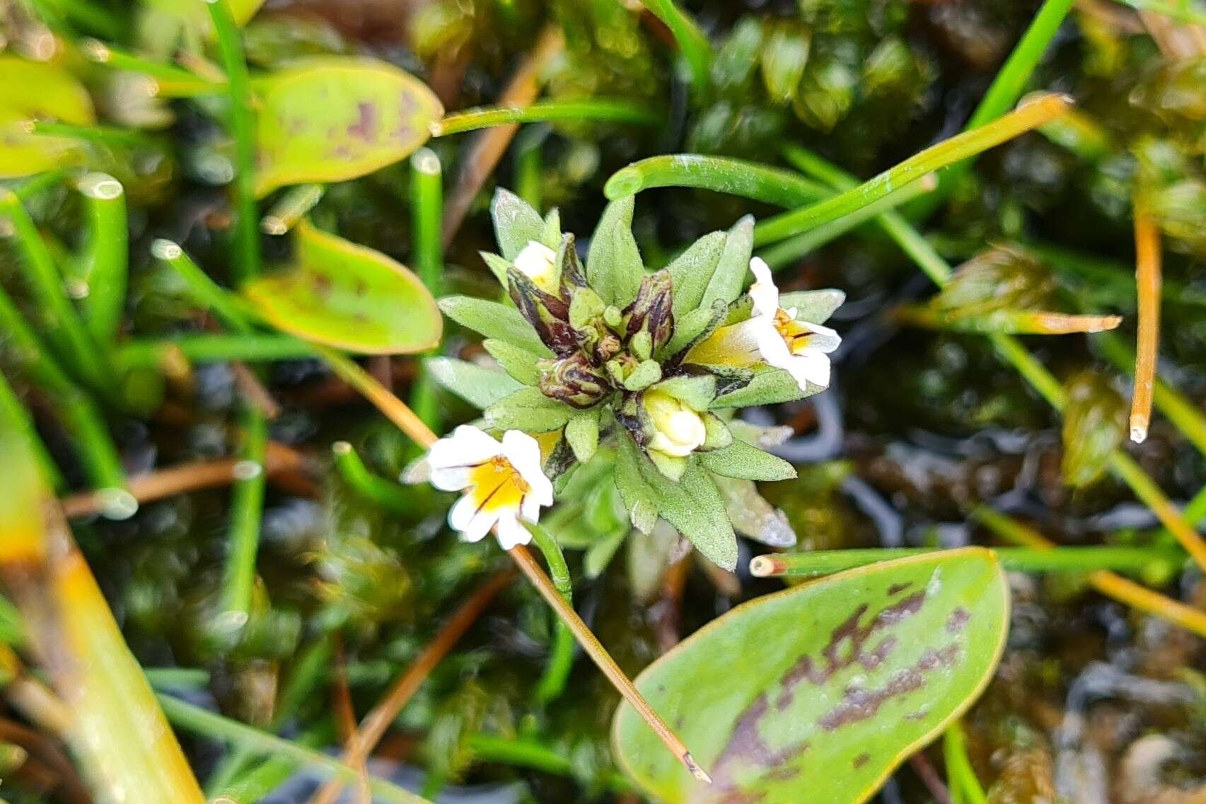 Imagem de Euphrasia antarctica Benth.