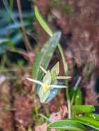 Image of waxy bonnet orchid