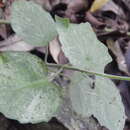 Imagem de Scutellaria cordifolia (Schltdl. & Cham.) Benth.