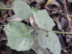 Image de Scutellaria cordifolia (Schltdl. & Cham.) Benth.