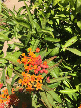 Asclepias curassavica L. resmi