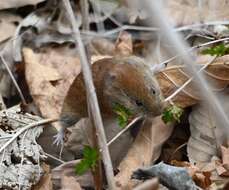 Image de Craseomys regulus Thomas 1907