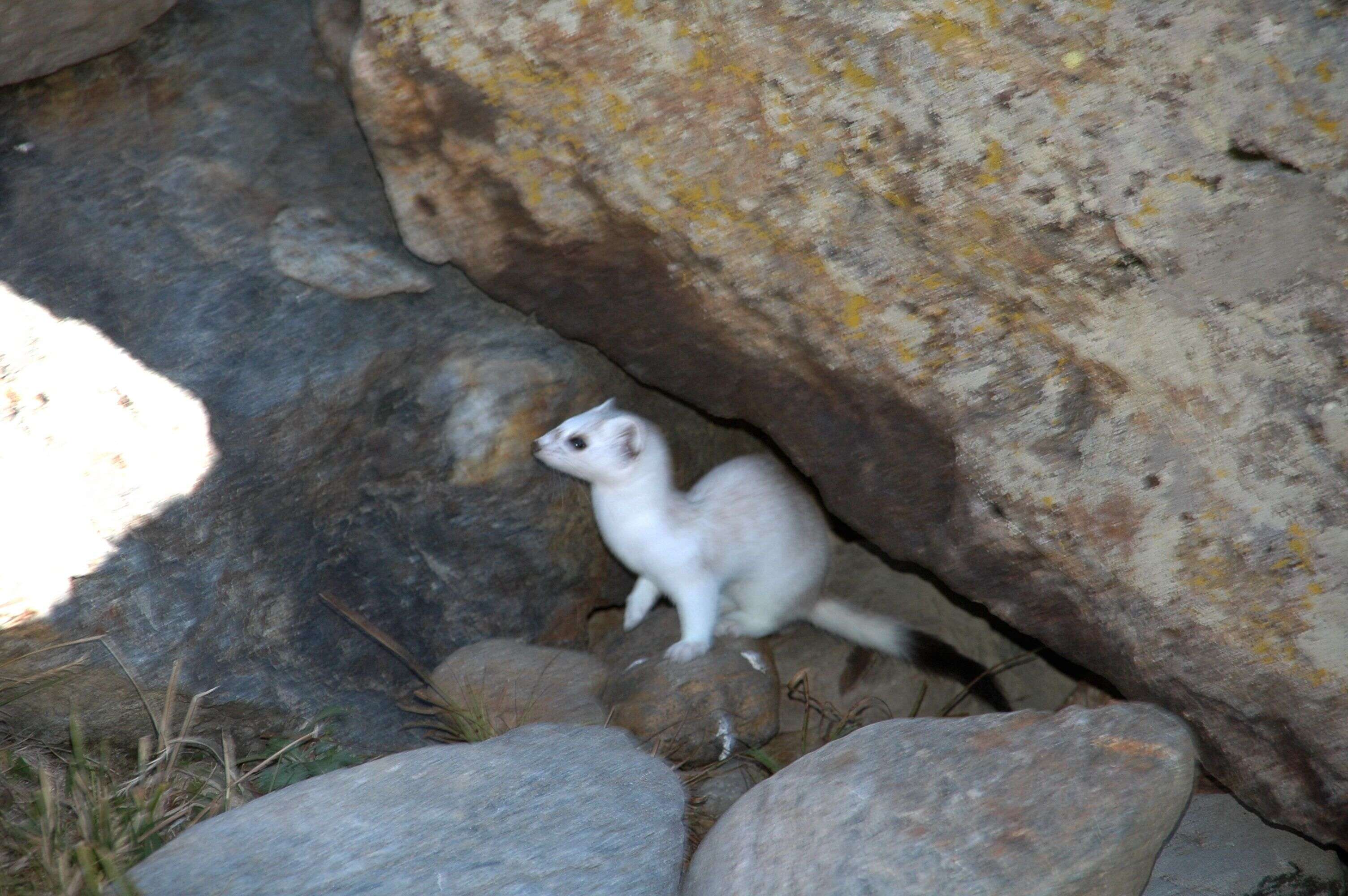 Image of ermine