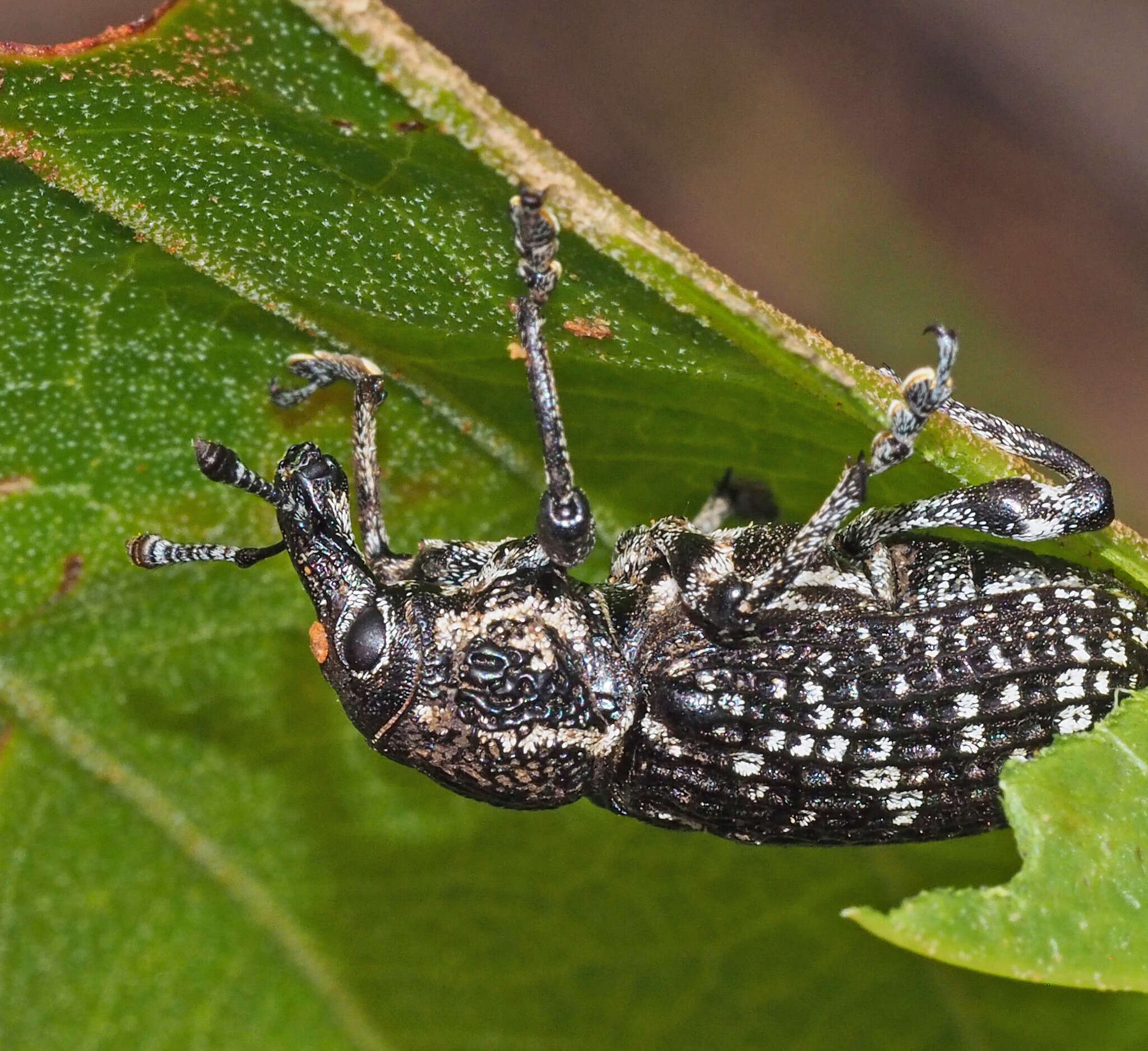 Image of Chrysolopus spectabilis (Fabricius & J. C. 1775)