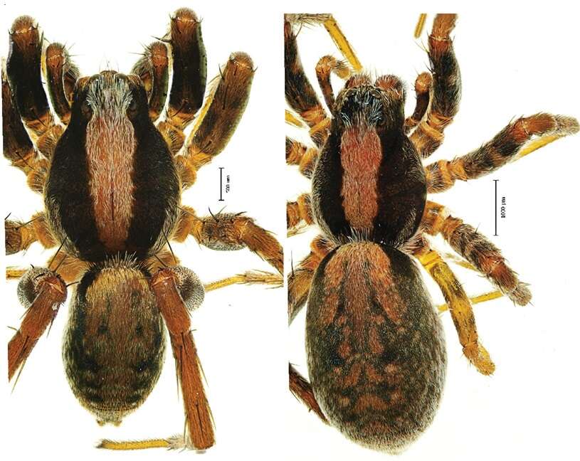 Image of Burnt wolf spider