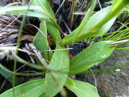 Image of Helichrysum monticola Hilliard