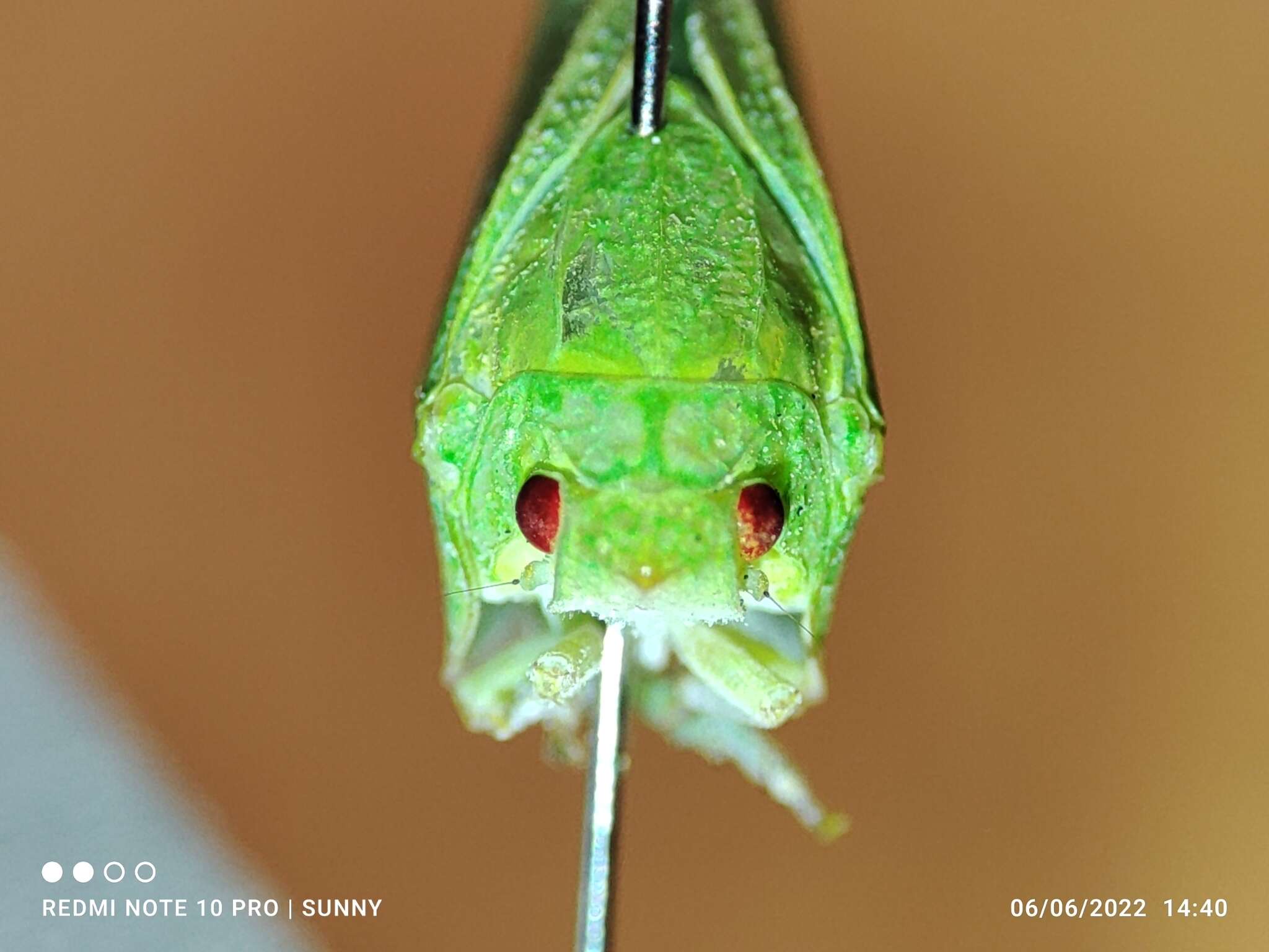 Image of Phyllyphanta declivis (Jacobi 1941)