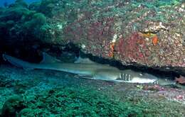 Image of Brownbanded Bamboo Shark