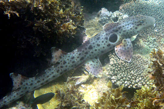 Image of epaulette sharks