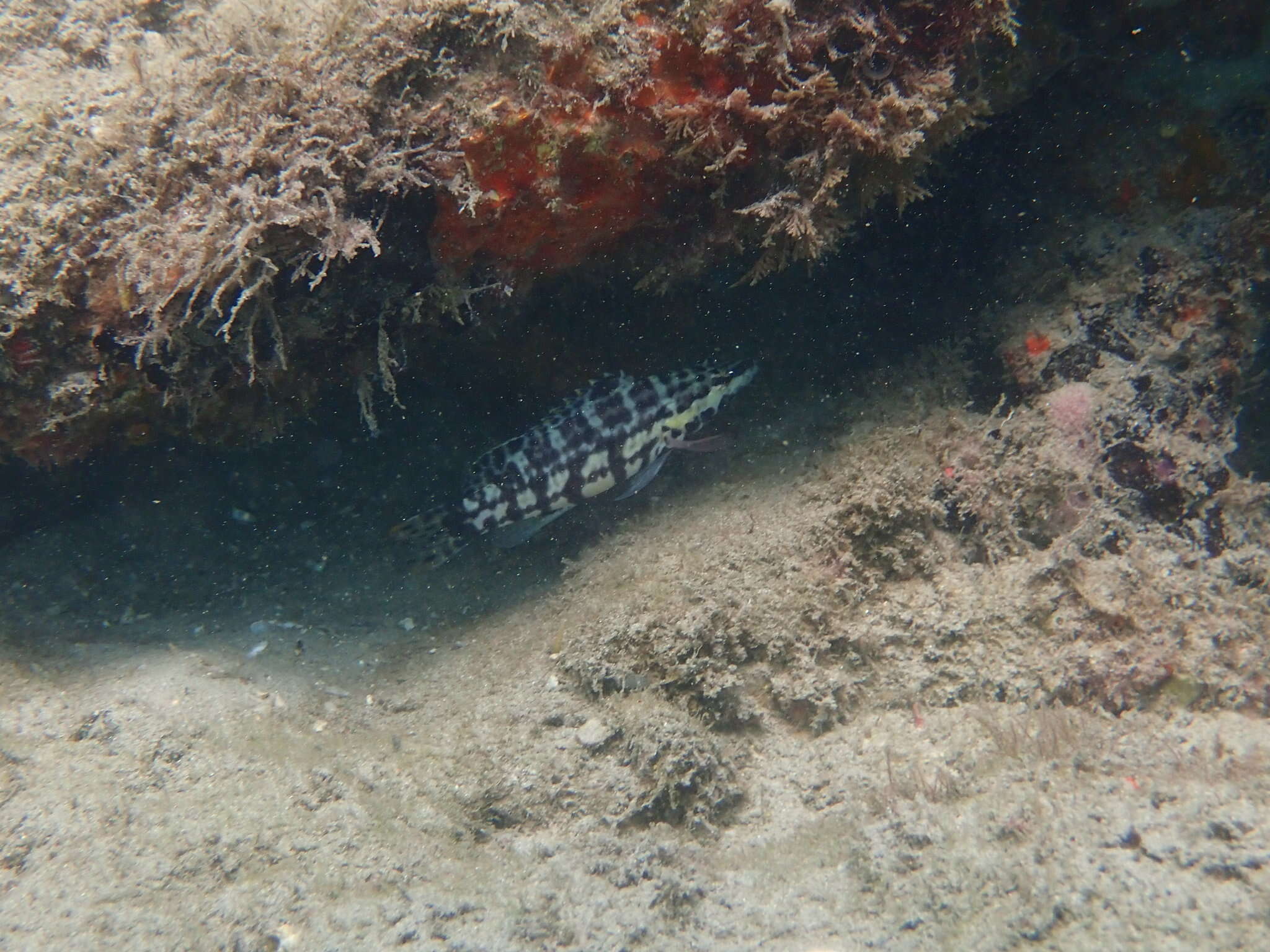 Serranus tigrinus (Bloch 1790) resmi