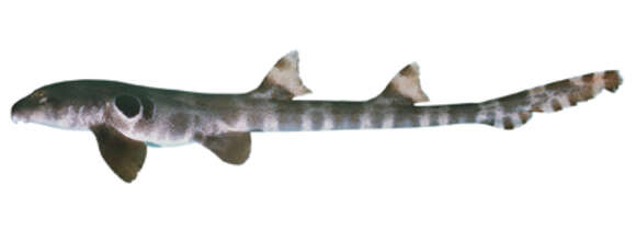 Image de Requin-chabot marquéterie