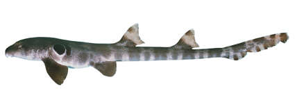 Image of Speckled Carpetshark