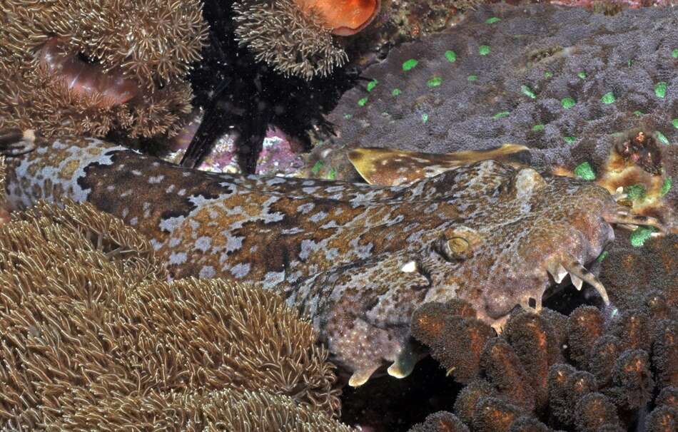 Image of Banded Wobbegong