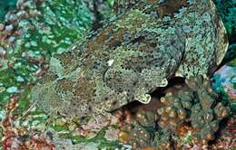 Image of Banded Wobbegong