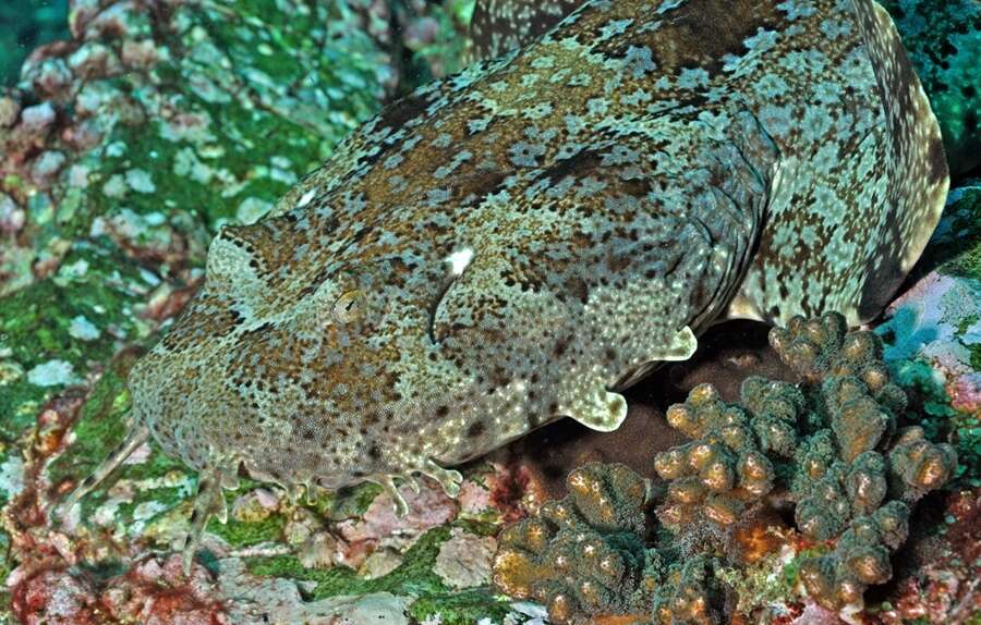 Image of Banded Wobbegong