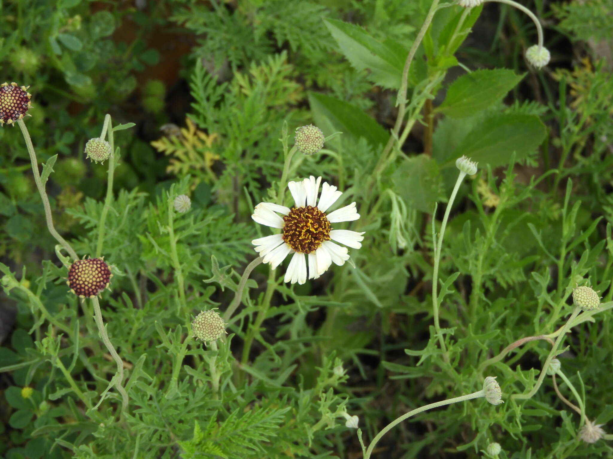 Image de Helenium radiatum (Less.) M. W. Bierner