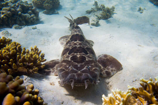 Image of Northern Wobbegong