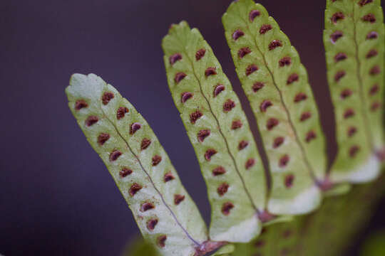 Image de <i>Nephrolepis <i>cordifolia</i></i> var. cordifolia