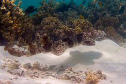 Image of Northern Wobbegong