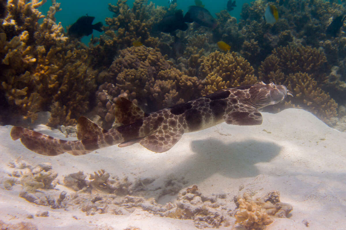 Image of Northern Wobbegong