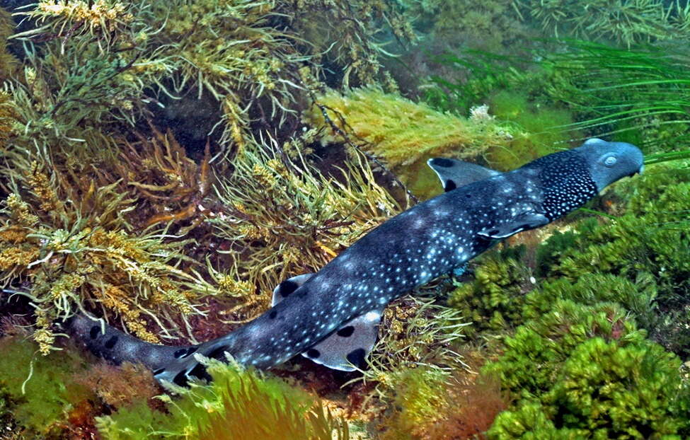 Image of Necklace Carpetshark