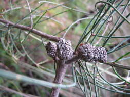 Imagem de Allocasuarina striata (Macklin) L. A. S. Johnson