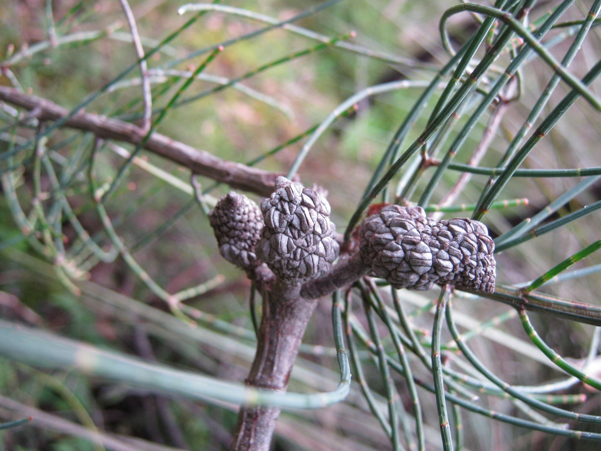 Image of Allocasuarina striata (Macklin) L. A. S. Johnson