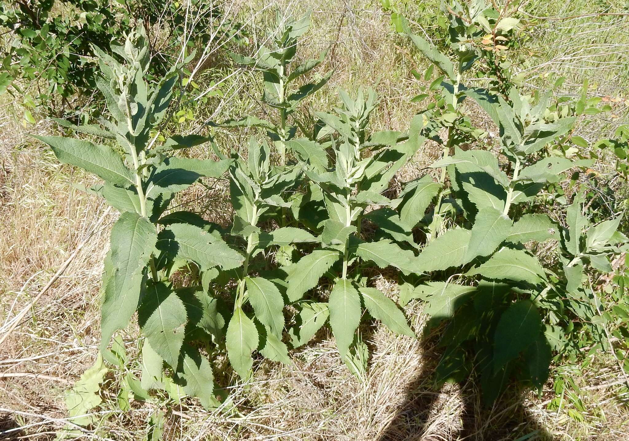 Image of Texas greeneyes