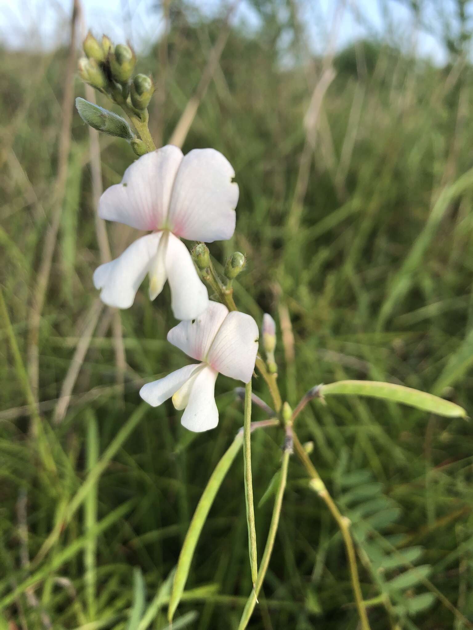 Tephrosia onobrychoides Nutt.的圖片