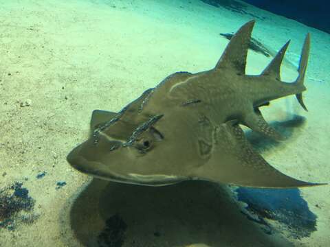 Image of bowmouth guitarfish