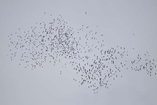 Image of Tadarine Free-tailed Bats