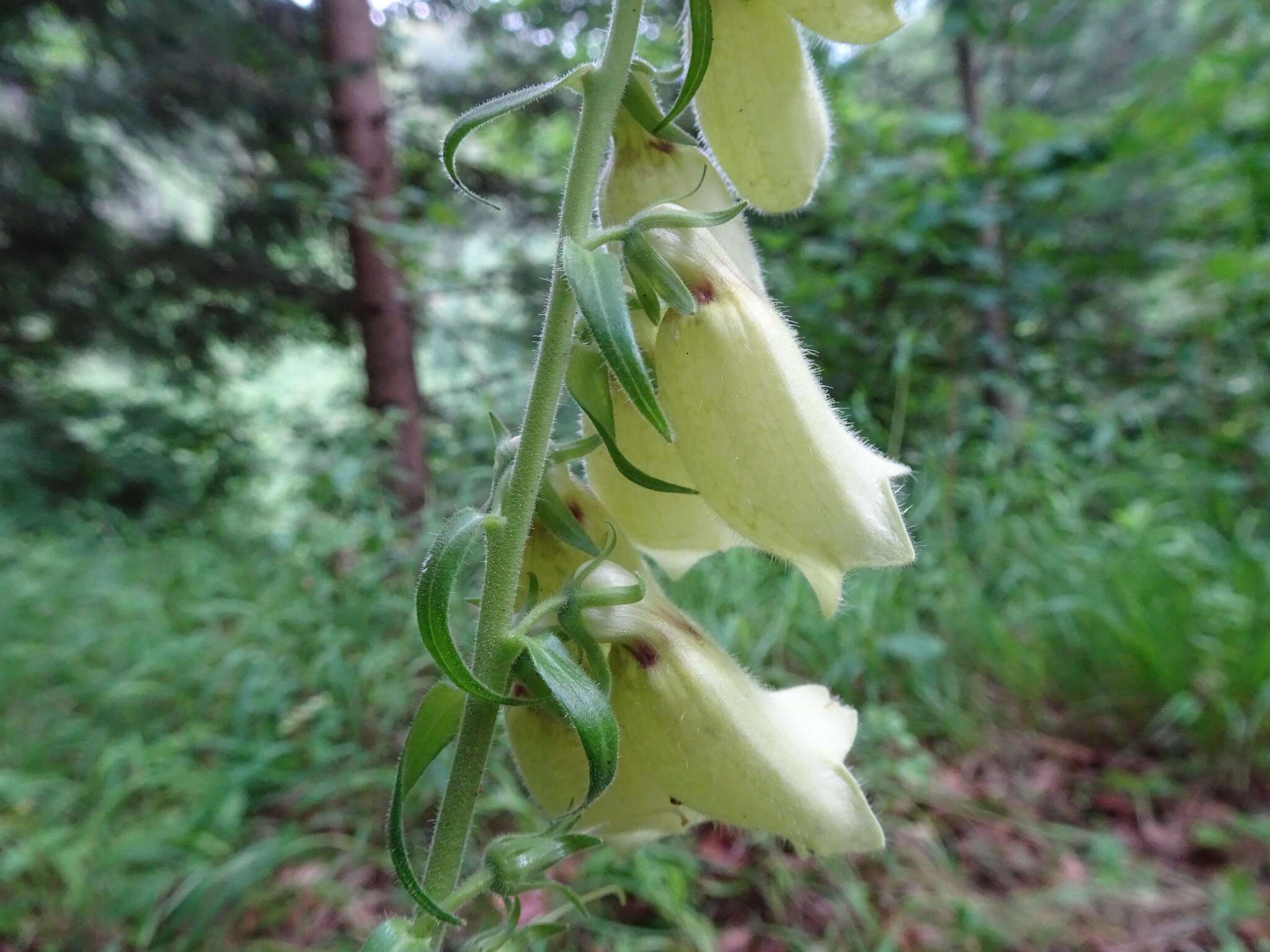 Imagem de Digitalis grandiflora Mill.