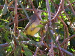 Image of Yellow-bellied Eremomela