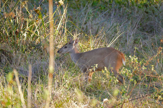 Imagem de Mazama gouazoubira (G. Fischer)