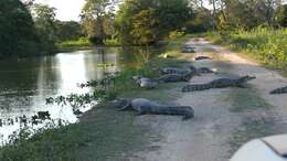 Image of Yacare caiman