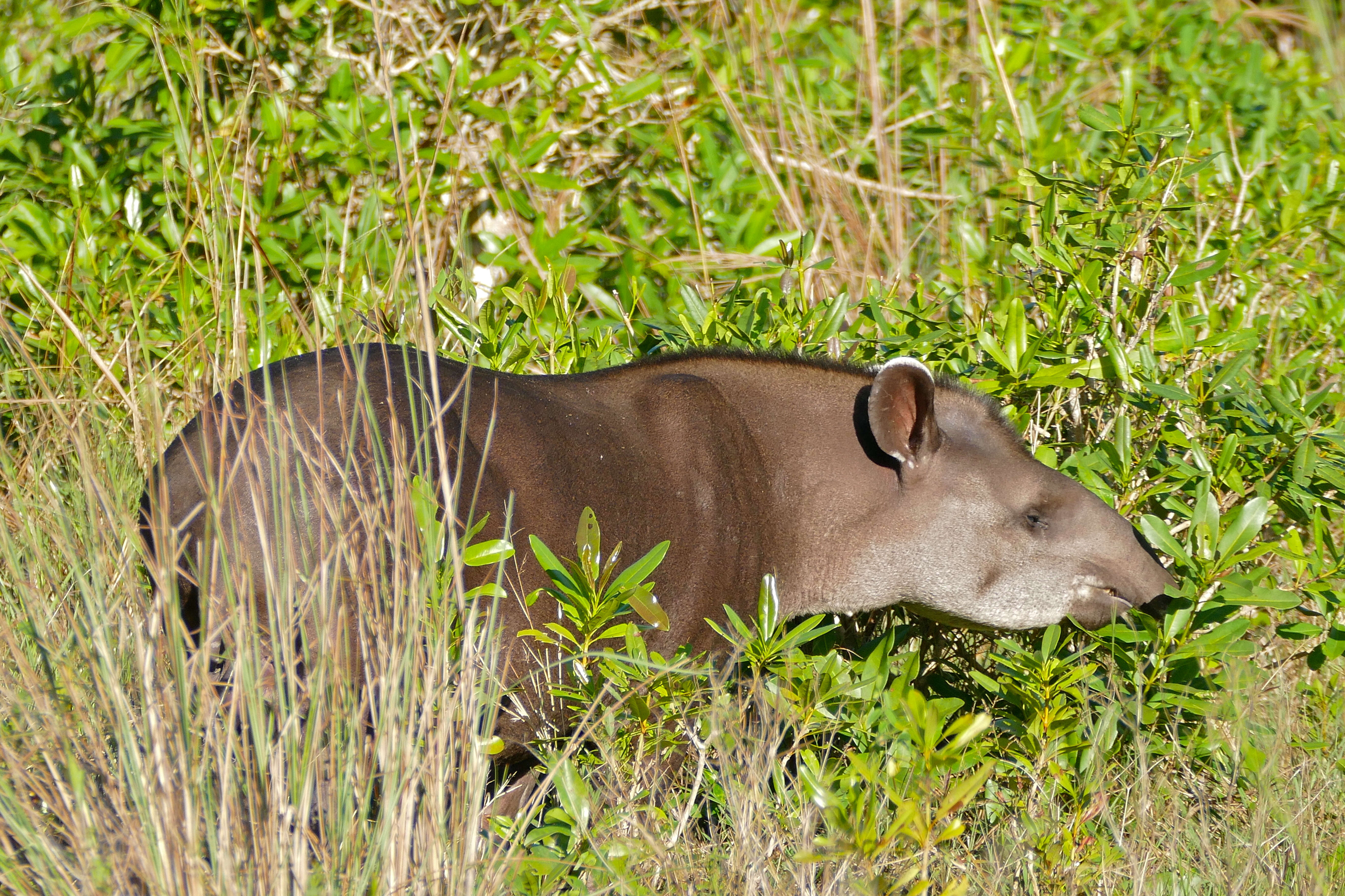 Image of Brazilian Tapir