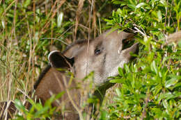 Image of Brazilian Tapir