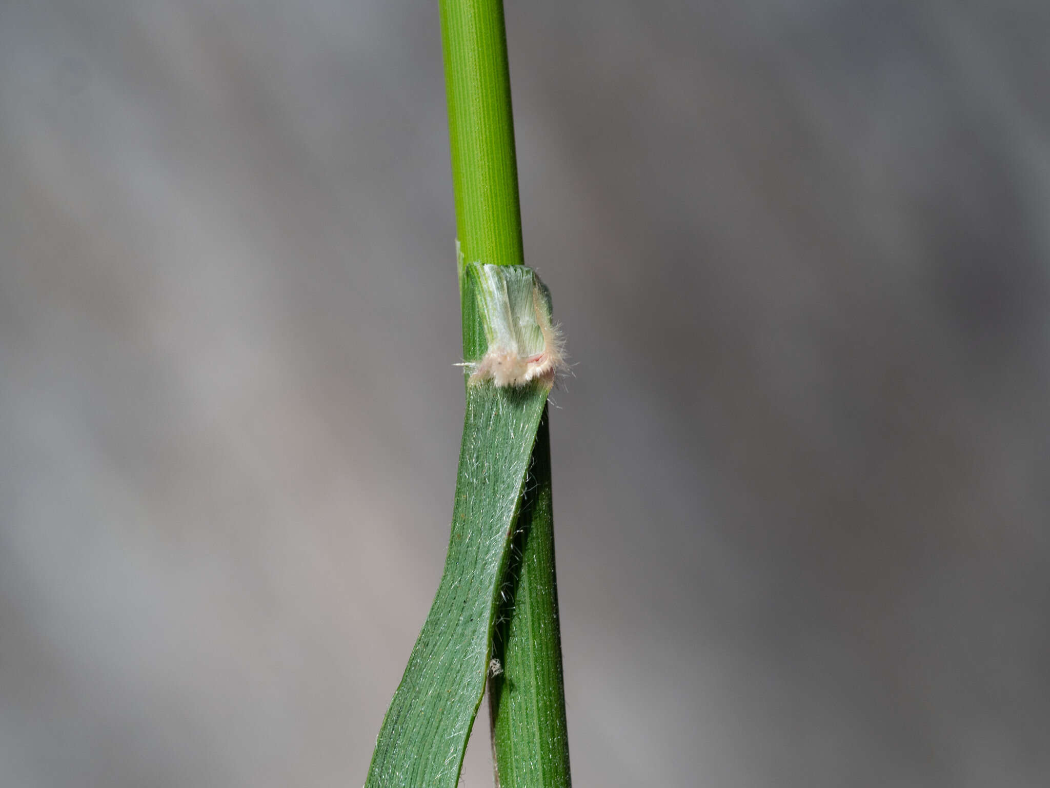 Image of Austrostipa densiflora (Hughes) S. W. L. Jacobs & J. Everett