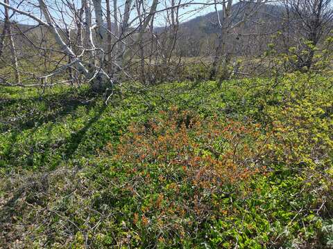 Image de Lonicera caerulea subsp. edulis (Turcz. ex Herder) Hultén