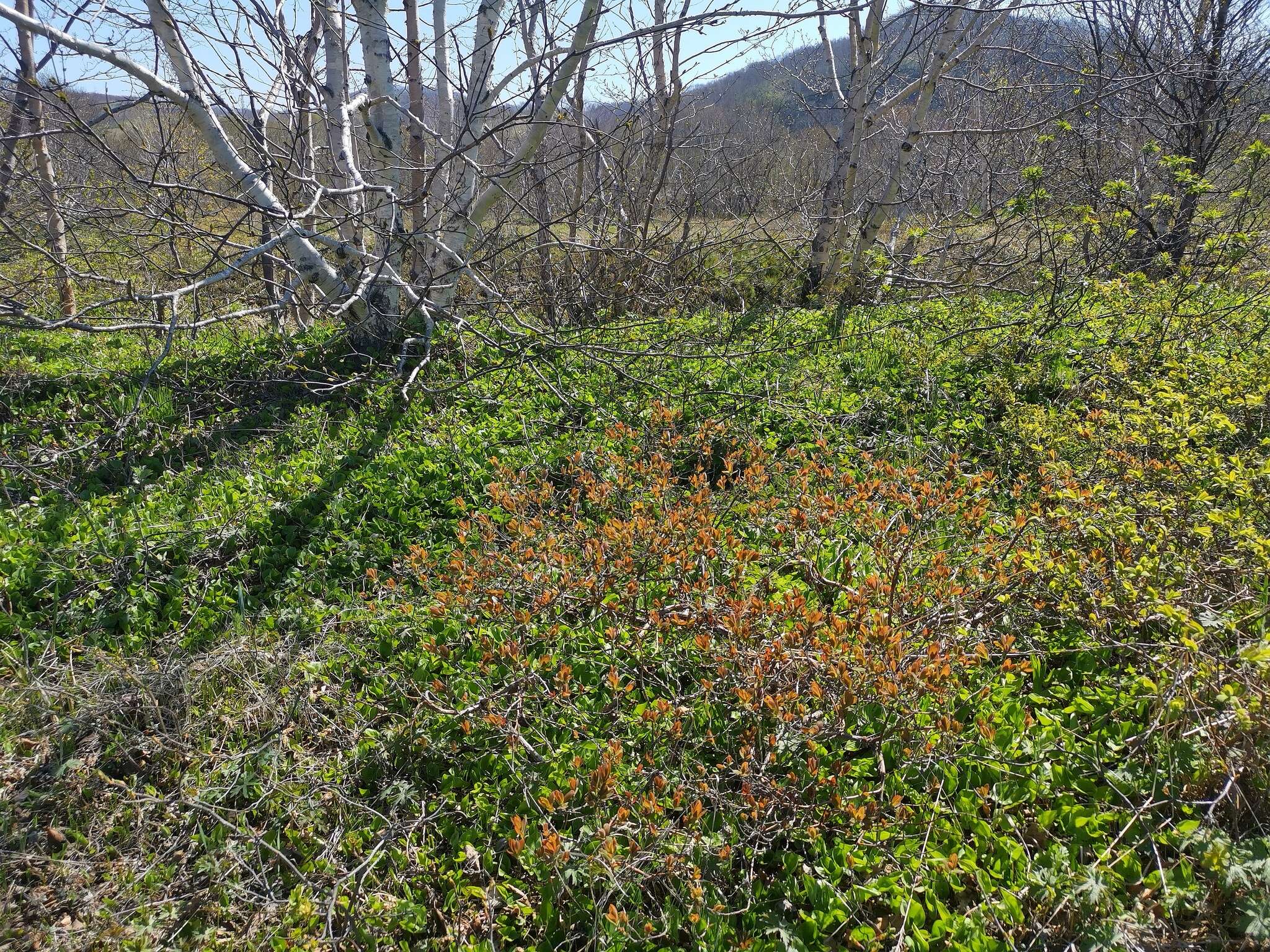 Imagem de Lonicera caerulea subsp. edulis (Turcz. ex Herder) Hultén