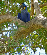 Image of Hyacinth Macaw