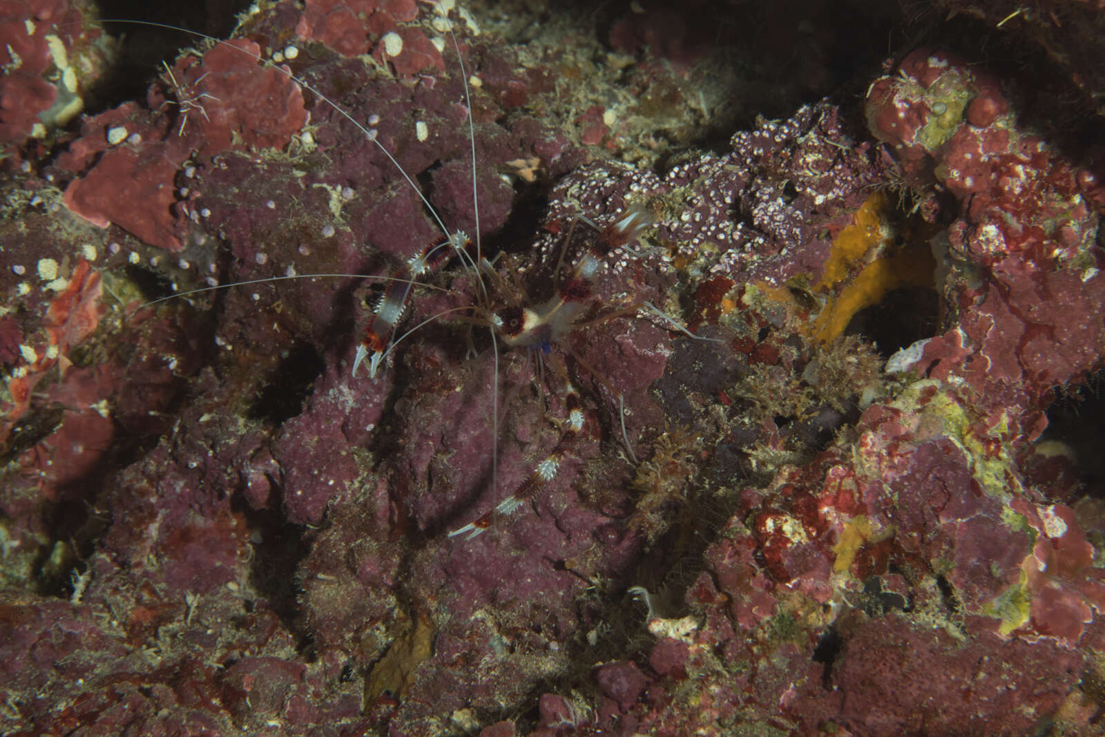 Image of coral shrimps