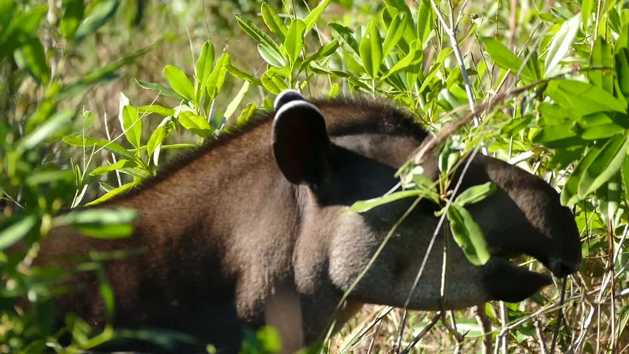 Image of Brazilian Tapir