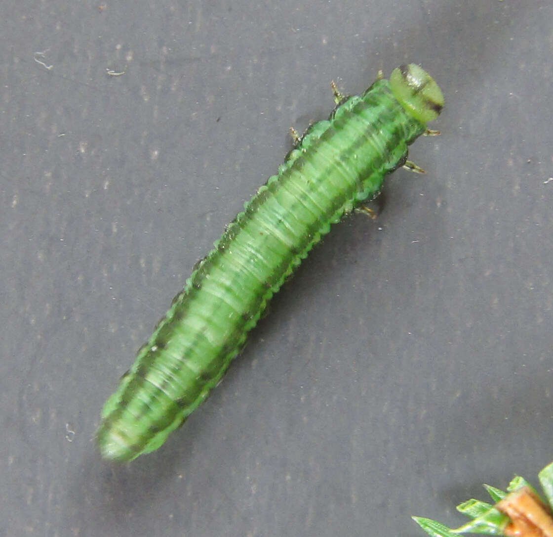 Image of <i>Euura scutellata</i>