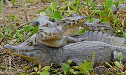 Image of Yacare caiman