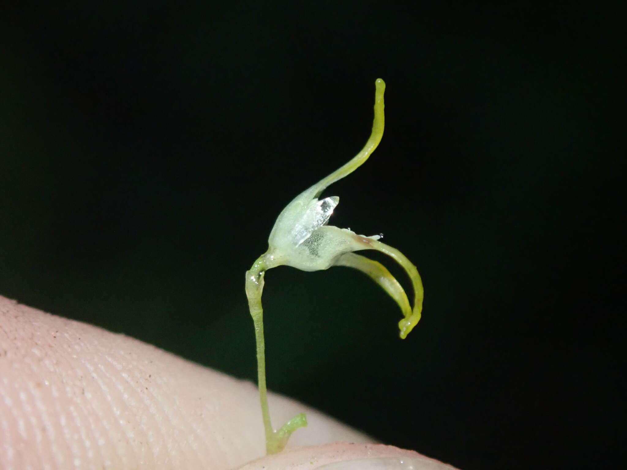 Image of Specklinia morganii (Luer) Luer