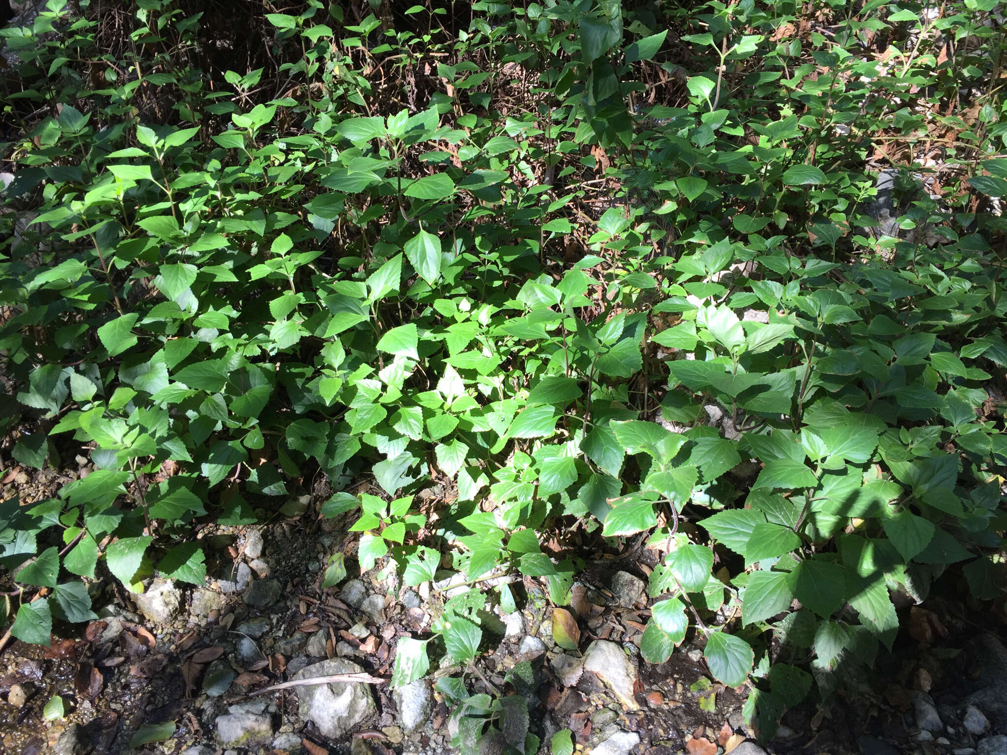 Plancia ëd Ageratina adenophora (Spreng.) R. King & H. Rob.