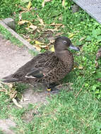 Image of Brown Teal