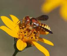 Trachusa cordaticeps (Michener 1949)的圖片