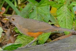 Image of Rufous-bellied Thrush